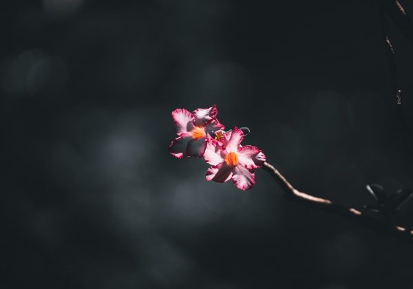 深夜台灯下编辑逐字校阅每日大赛app深度解读稿件并标注待核实条目的工作场景